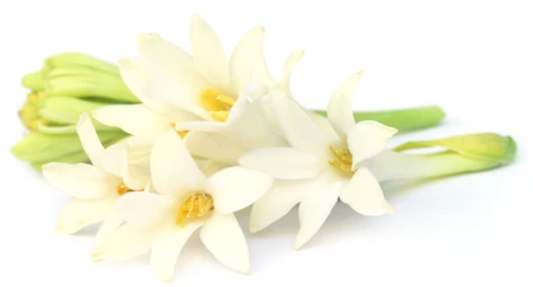 Nishiganha Flower White (Tuberose)