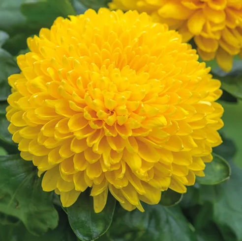 chrysanthemum Flower Yellow (Shevanti)