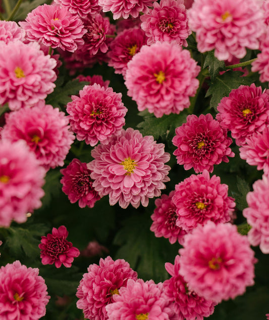 chrysanthemum Flower Pink (Shevanti)