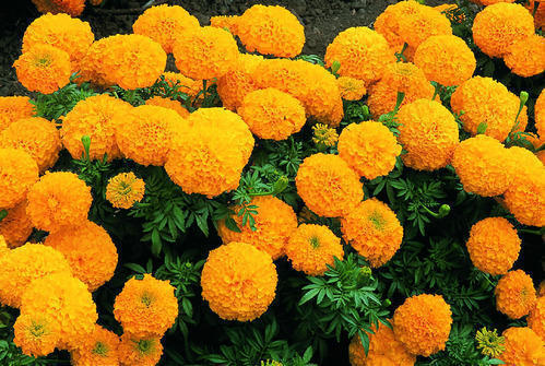 Organic Marigold Flower (Zendu)