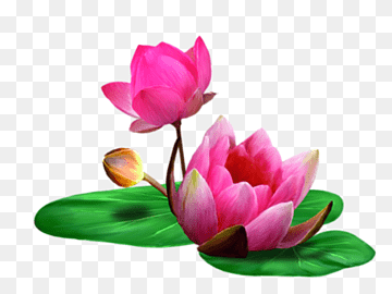 Lotus Flower (Kamal)